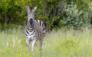Картинка зебра, трава, деревья