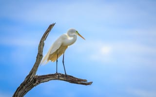 Картинка цапля, птица, ветки