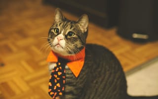 Картинка кот, галстук, питомец