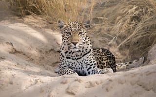 Картинка леопард, гепард, взгляд