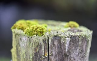 Картинка мох, дерево, кора