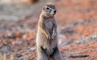 Картинка земляная белка, взгляд, глаза