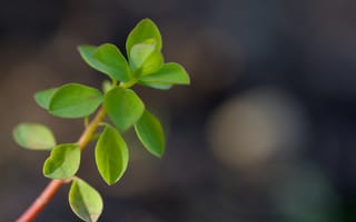 Картинка ветка, листья, макро