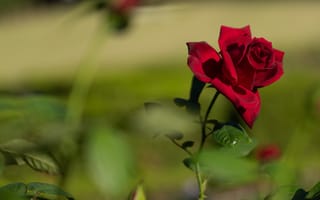 Картинка роза, красный, цветок