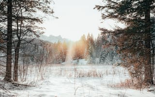 Картинка лес, опушка, снег