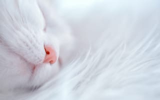 Картинка кот, белый, спит