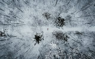 Картинка лес, снег, вид сверху