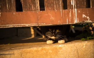 Картинка кот, забор, выглядывать
