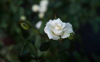Обои роза, белый, цветок