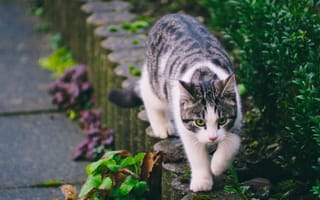 Картинка кот, полосатый, питомец