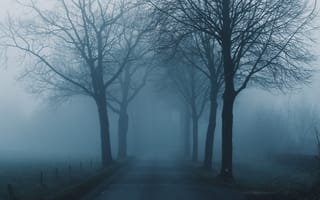 Обои туман, деревья, дорога