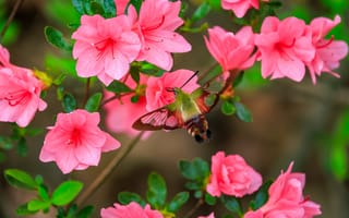 Картинка бабочка, цветы, азалия