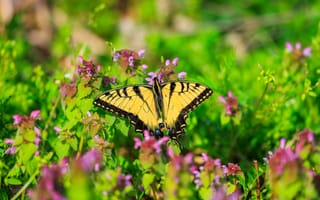 Картинка бабочка, цветы, яркий