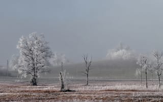 Картинка поле, деревья, зима