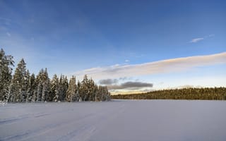 Картинка зима, поле, ели