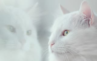 Картинка кот, белый, пушистый