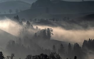 Обои холмы, туман, деревья