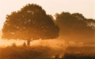 Картинка деревья, туман, дорога