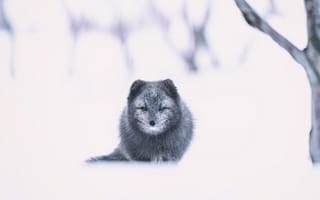 Картинка арктическая лиса, лиса, серый