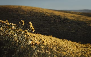 Картинка холмы, цветы, желтый