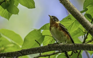 Картинка птица, ветка, листья