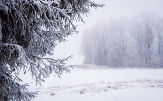 Обои елка, снег, метель