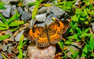 Картинка серебристая шашечница, бабочка, насекомое