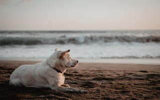 Картинка собака, белый, пляж