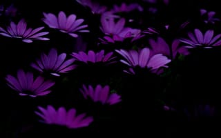 Картинка цветы, фиолетовый, темный