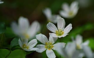 Картинка кислица обыкновенная, лепестки, цветы