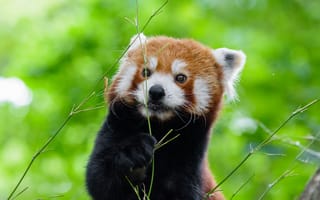 Картинка малая панда, животное, коричневый