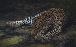 Картинка леопард, сон, большая кошка