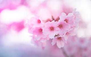 Обои сакура, цветы, розовый