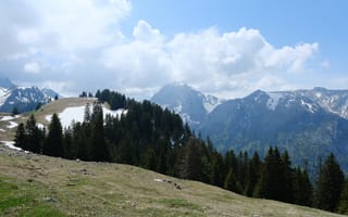 Картинка горы, лес, деревья