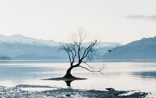 Обои дерево, озеро, горы