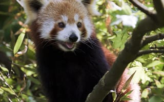 Картинка малая панда, высунутый язык, животное