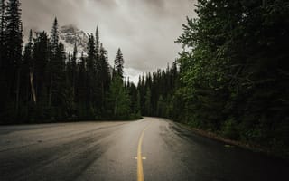 Обои дорога, деревья, природа