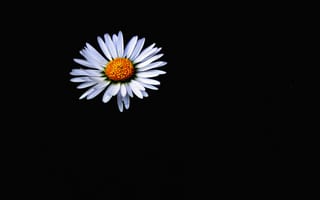 Картинка ромашка, цветок, белый