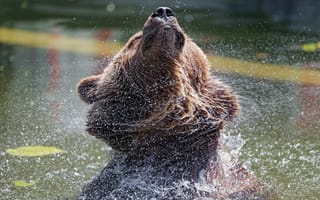 Картинка медведь, вода, брызги