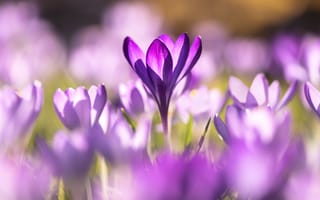 Картинка крокусы, цветы, фиолетовый