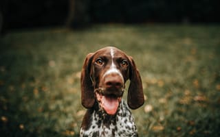 Картинка французский бракк, собака, высунутый язык