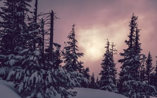 Картинка деревья, ели, снег