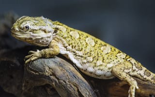 Картинка ящерица, чешуя, ветка