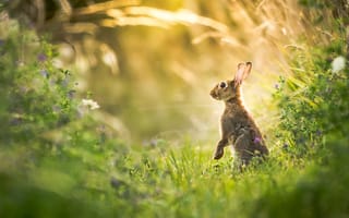 Картинка заяц, трава, животное
