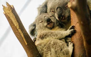 Картинка коалы, сон, дерево