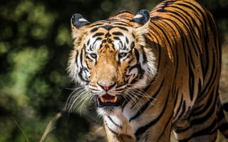 Картинка тигр, большая кошка, хищник