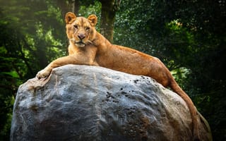 Картинка львица, камень, большая кошка