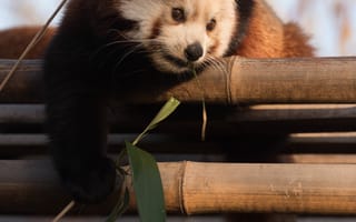Картинка красная панда, милый, бамбук