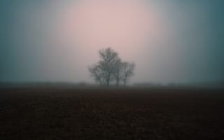 Картинка туман, мрачно, дерево