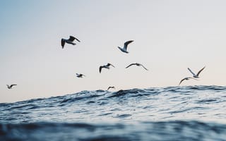 Картинка чайки, океан, волны
